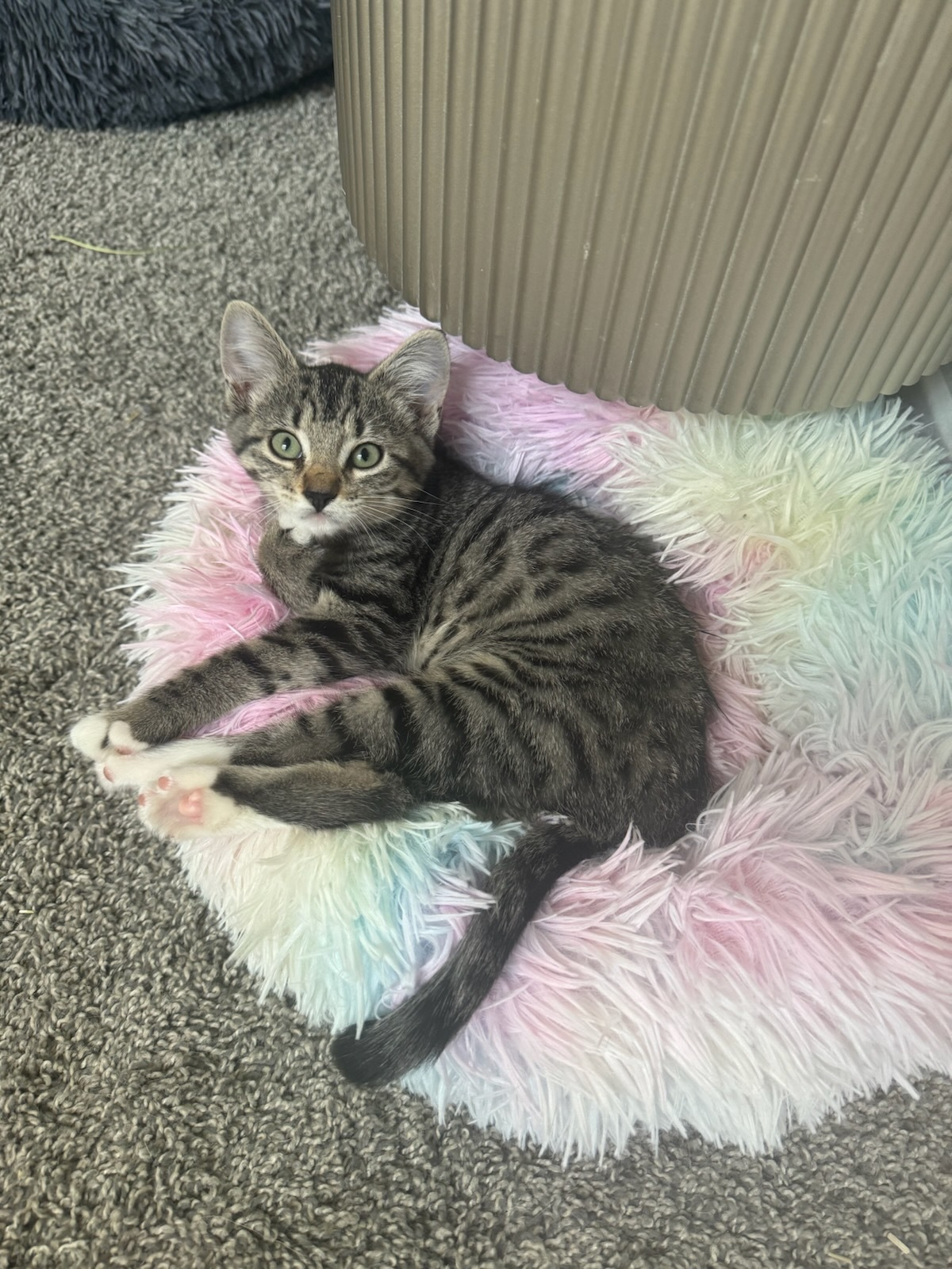 Aspen, an adoptable Domestic Short Hair in Twin Falls, ID, 83301 | Photo Image 1