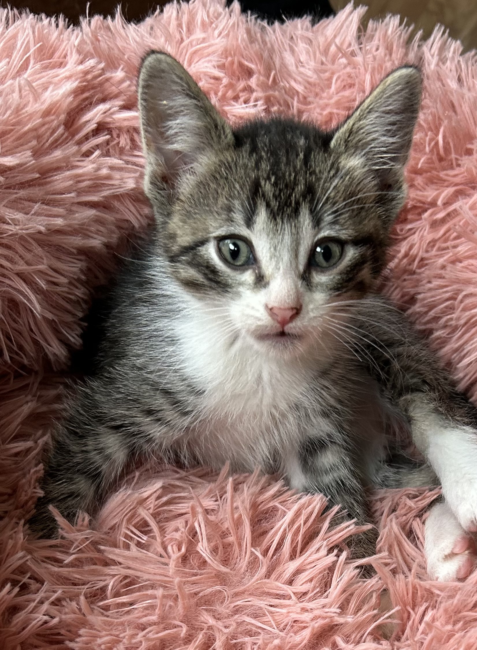 Brain Freeze, an adoptable Domestic Short Hair in Steinbach, MB, R5G 2B2 | Photo Image 1