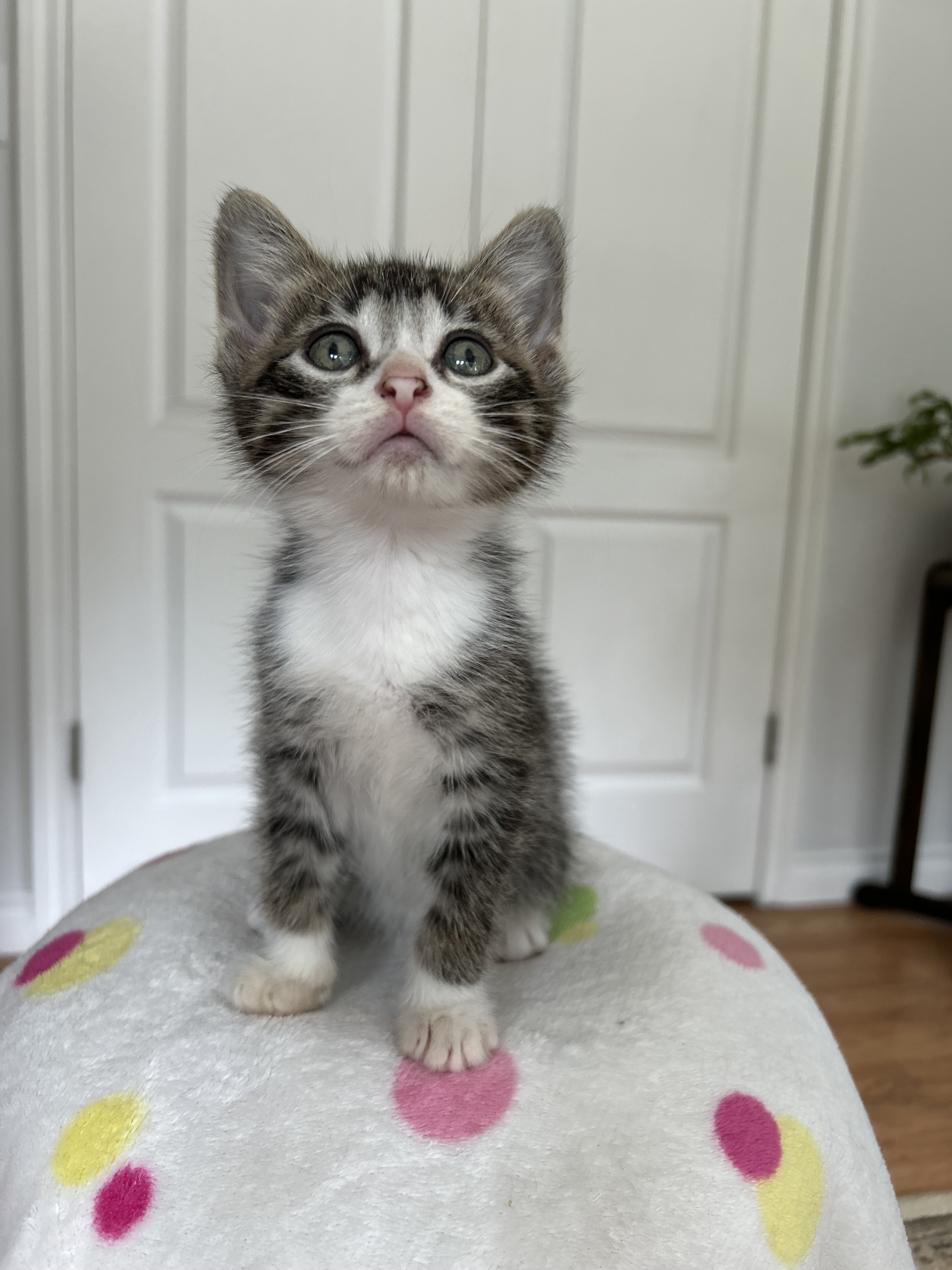 Brain Freeze, an adoptable Domestic Short Hair in Steinbach, MB, R5G 2B2 | Photo Image 2