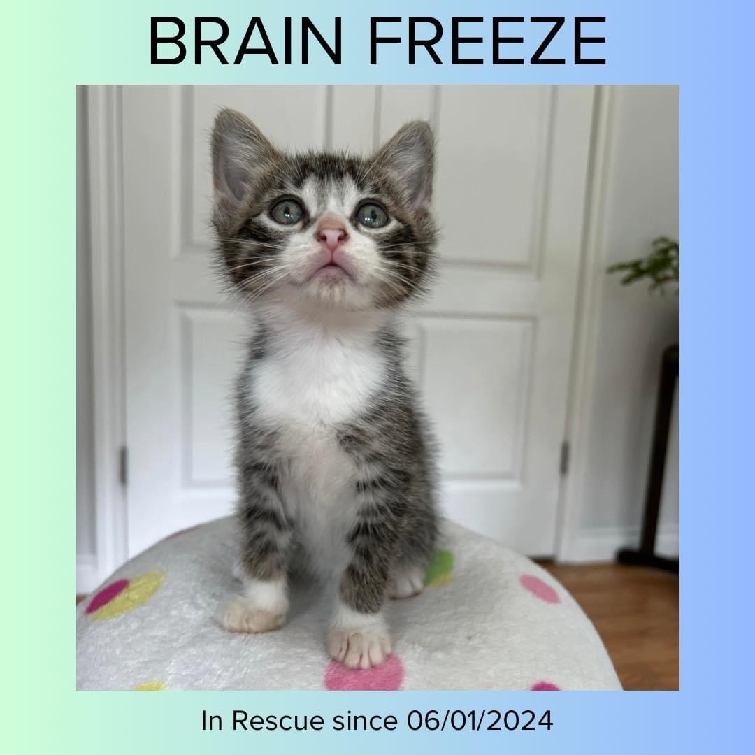 Brain Freeze, an adoptable Domestic Short Hair in Steinbach, MB, R5G 2B2 | Photo Image 3