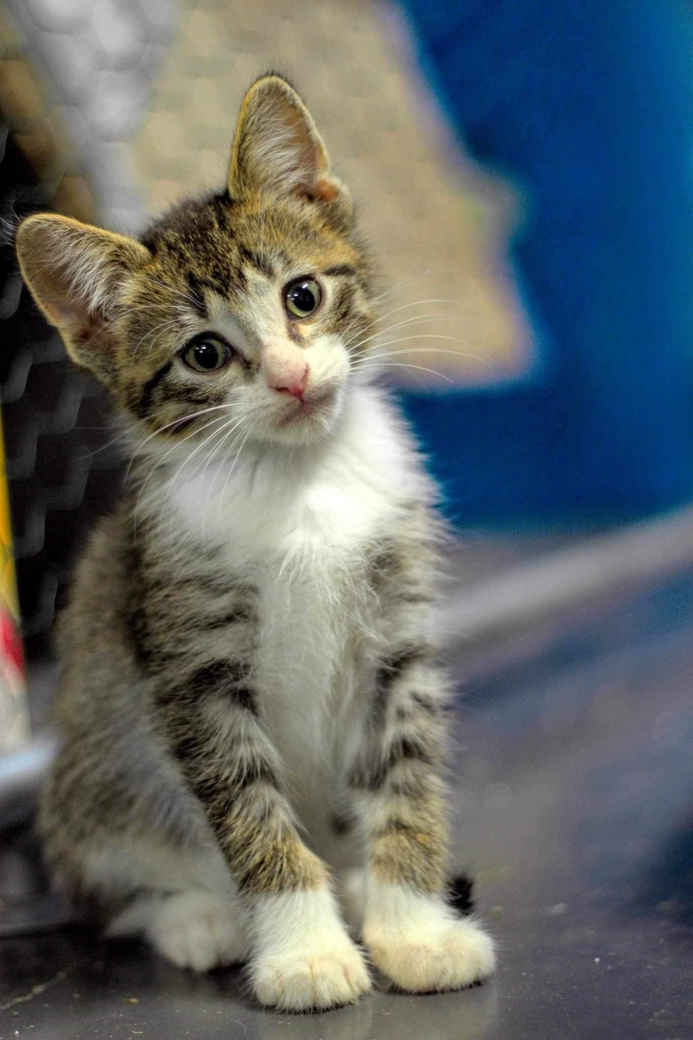 Brain Freeze, an adoptable Domestic Short Hair in Steinbach, MB, R5G 2B2 | Photo Image 4