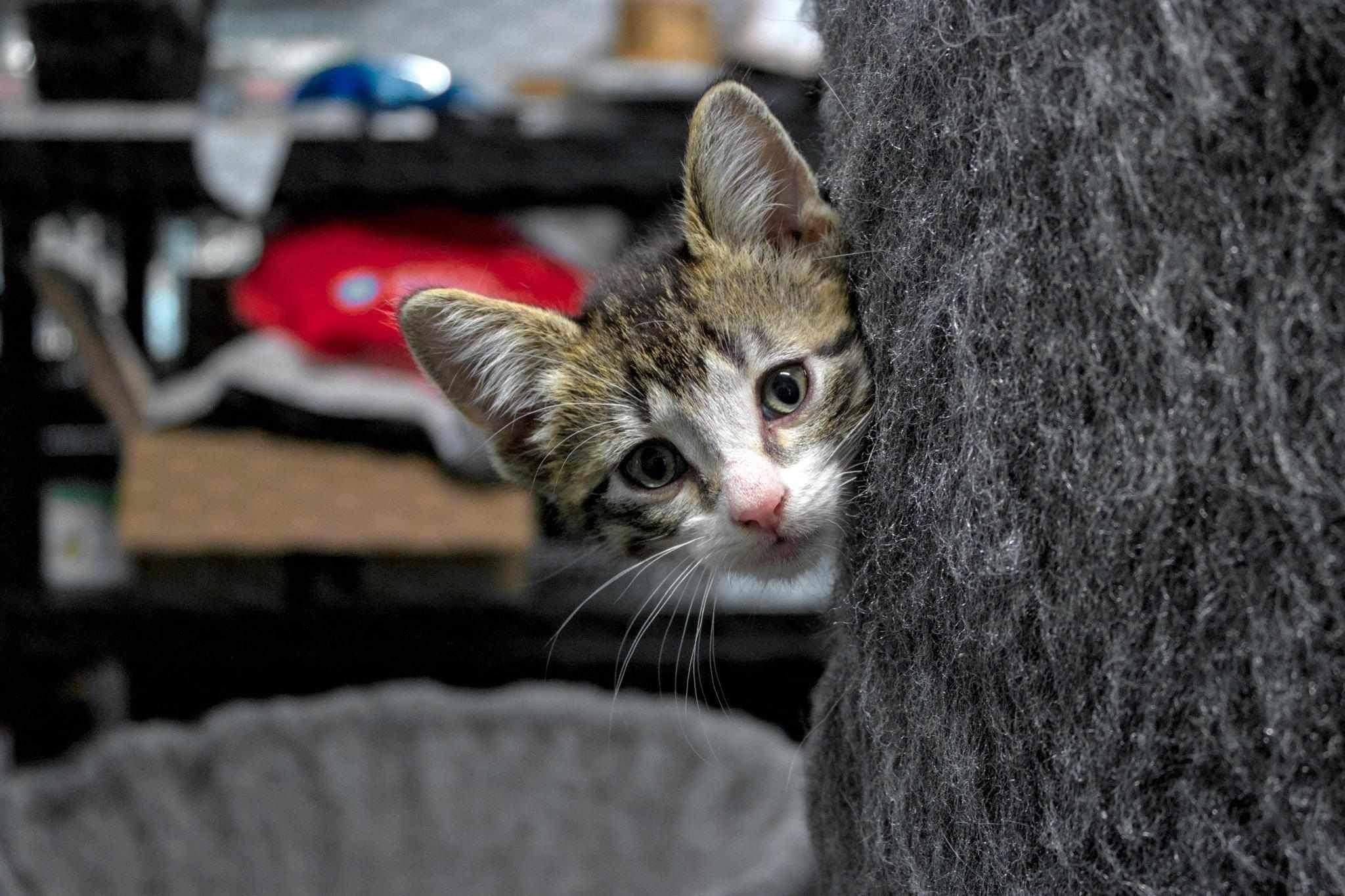 Brain Freeze, an adoptable Domestic Short Hair in Steinbach, MB, R5G 2B2 | Photo Image 5