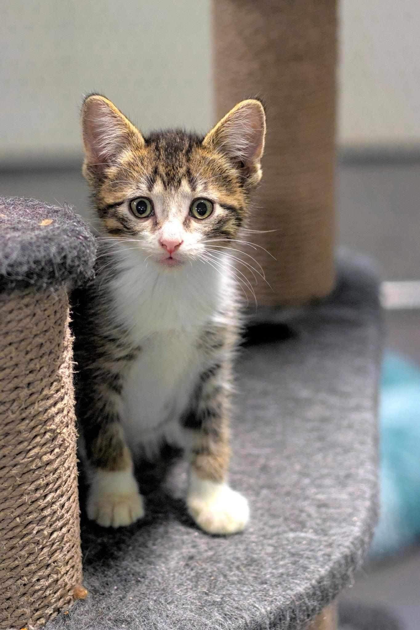 Brain Freeze, an adoptable Domestic Short Hair in Steinbach, MB, R5G 2B2 | Photo Image 6