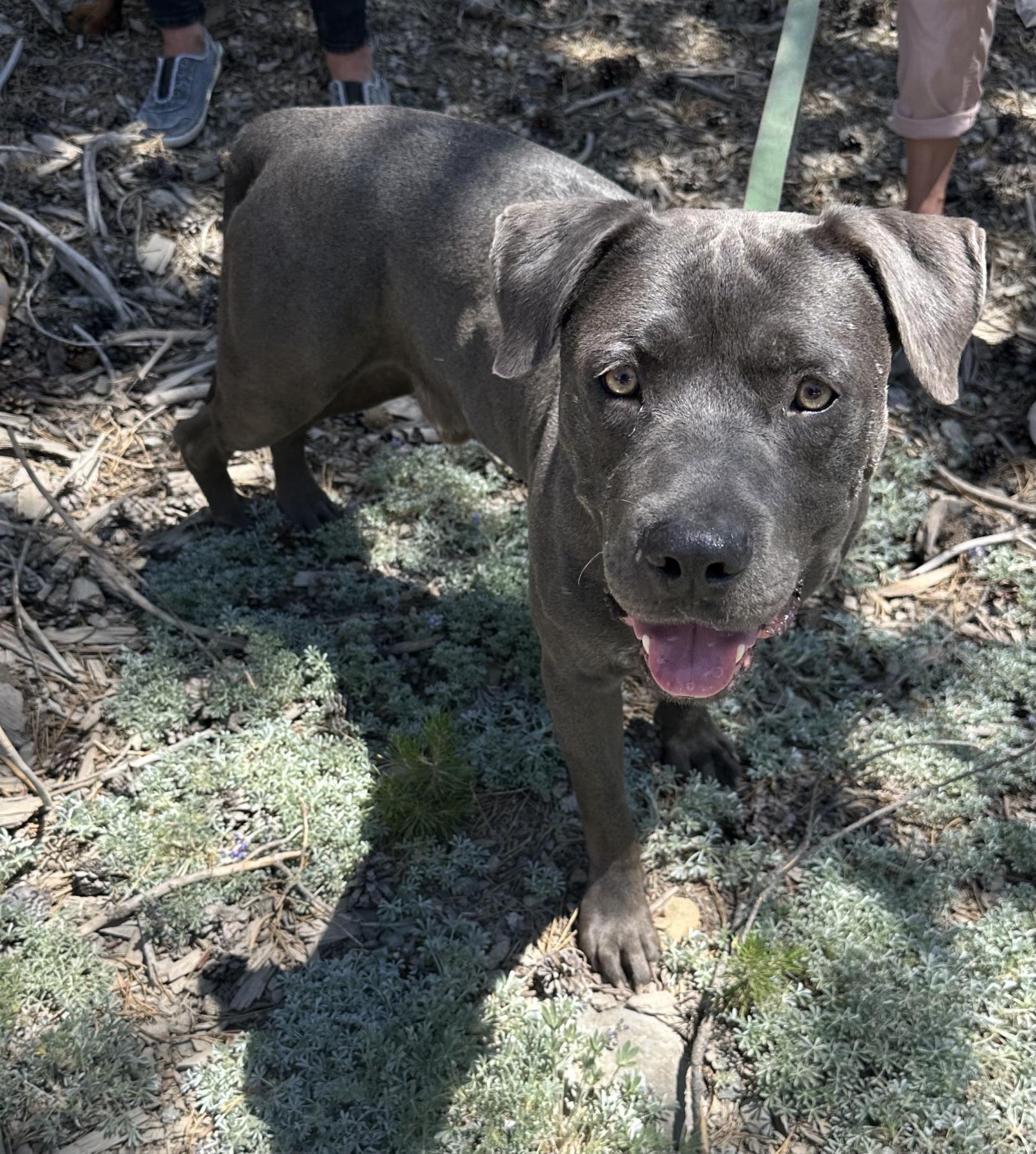 Freckles (Aka Perry), an adoptable Mastiff, American Staffordshire Terrier in Incline Village, NV, 89450 | Photo Image 1