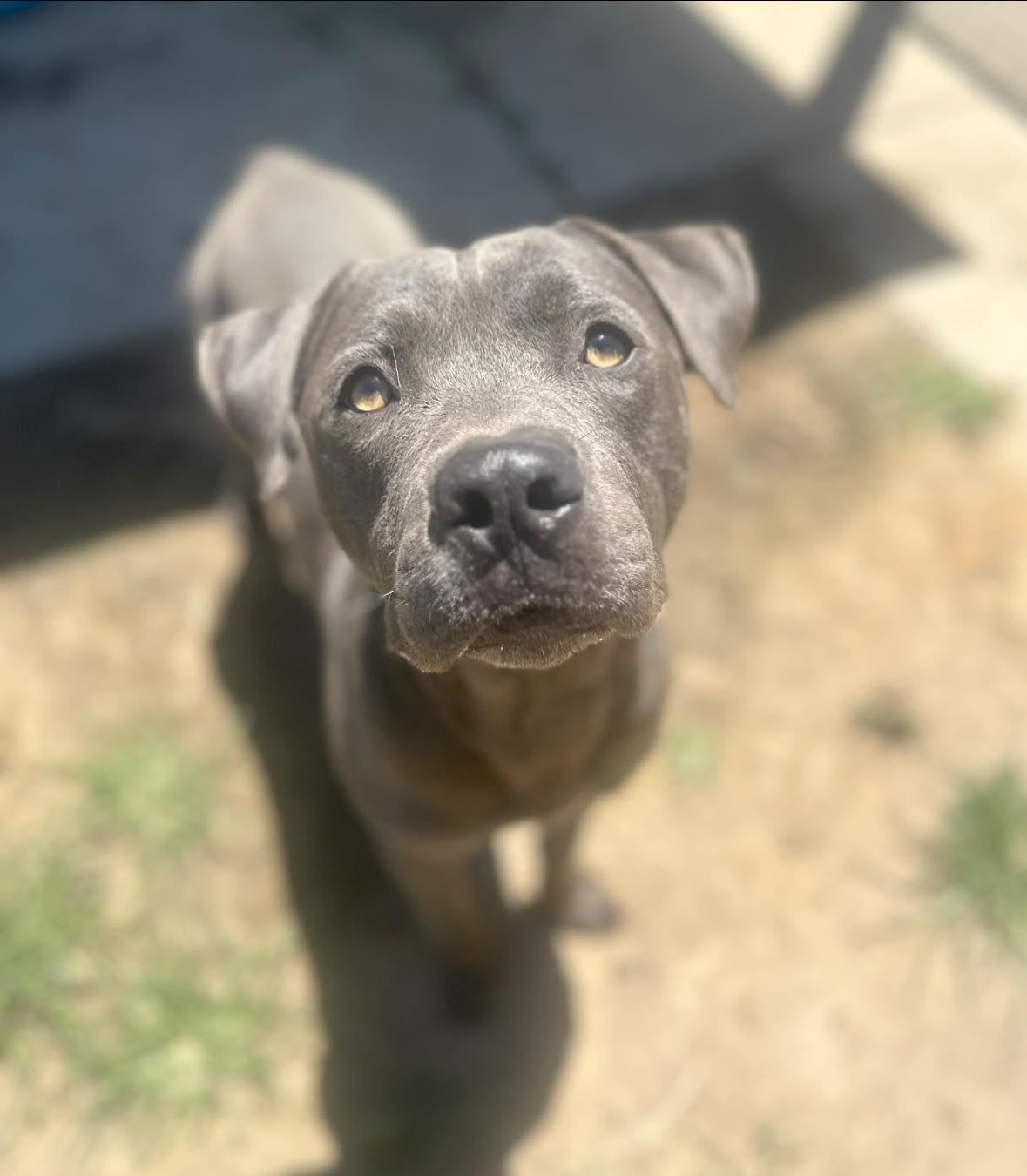 Freckles (Aka Perry), an adoptable Mastiff, American Staffordshire Terrier in Incline Village, NV, 89450 | Photo Image 2