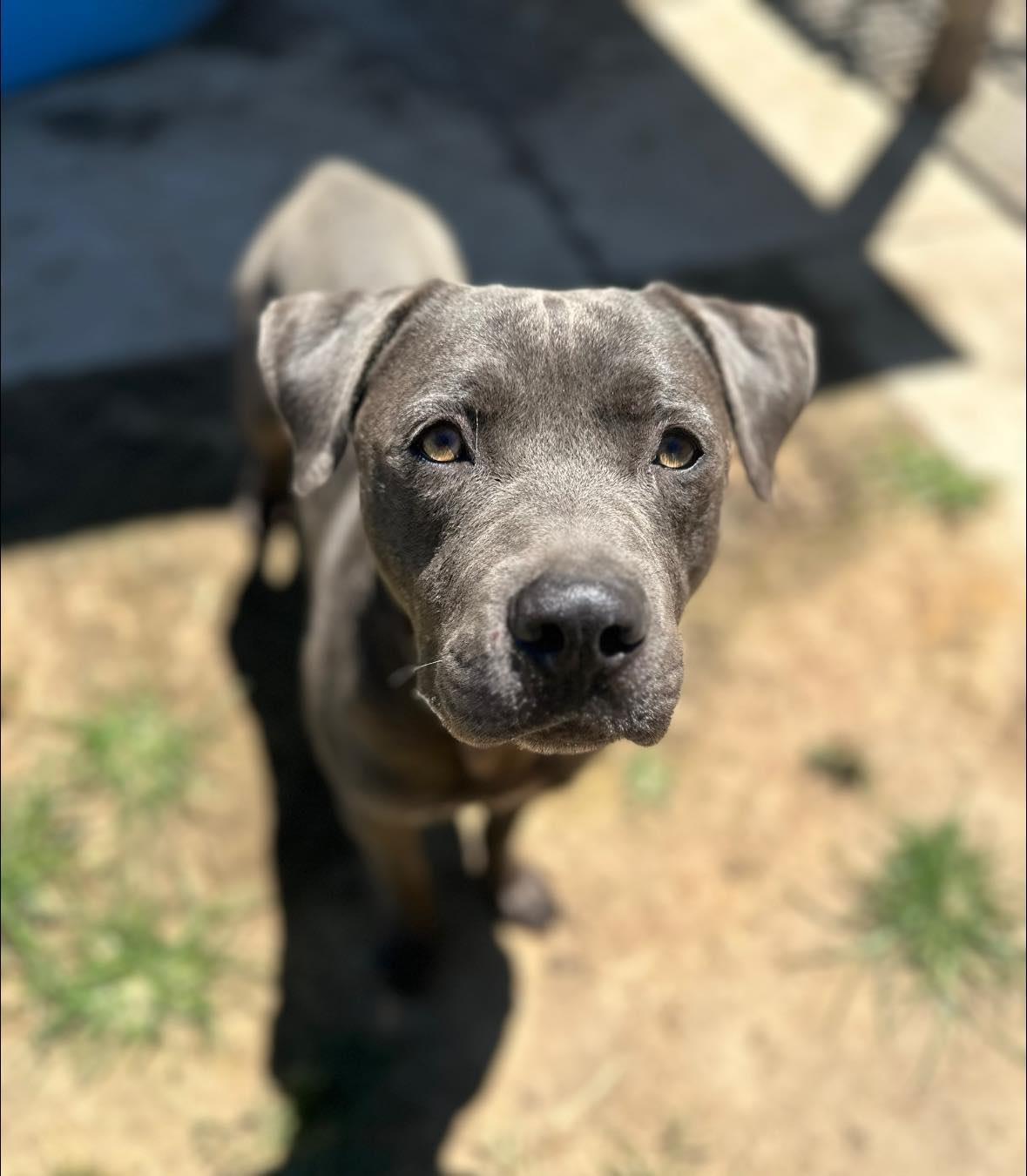 Freckles (Aka Perry), an adoptable Mastiff, American Staffordshire Terrier in Incline Village, NV, 89450 | Photo Image 3