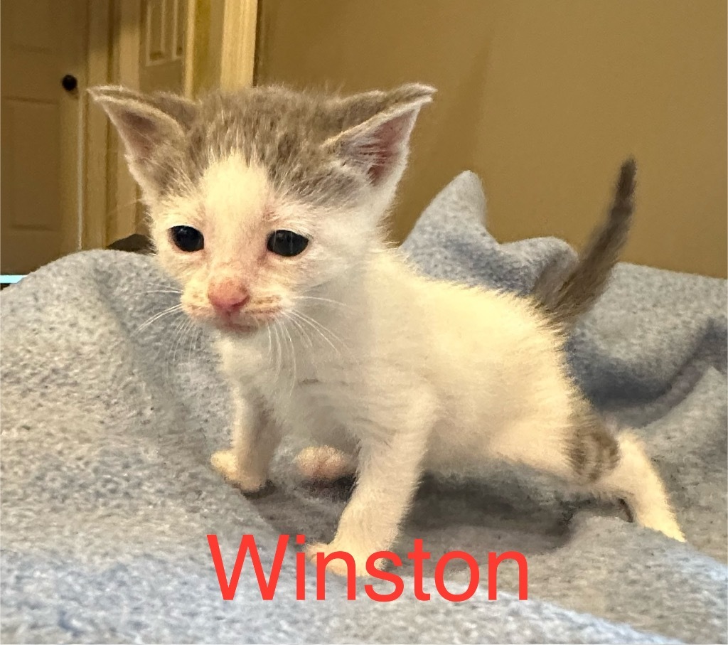 Winston