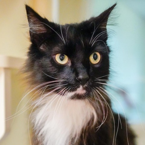 Maui, an adoptable Domestic Medium Hair in Thomaston, ME, 04861 | Photo Image 1