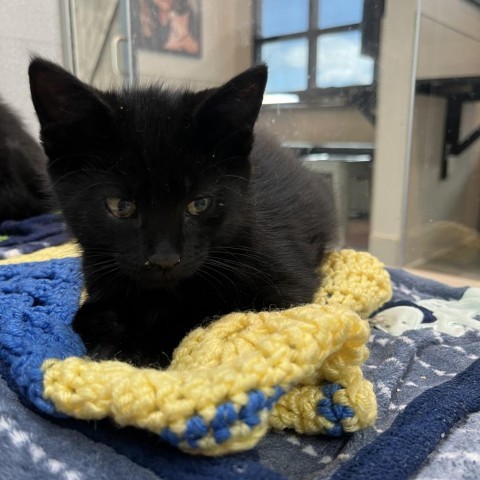 Midnight, an adoptable Domestic Short Hair in Hailey, ID, 83333 | Photo Image 1