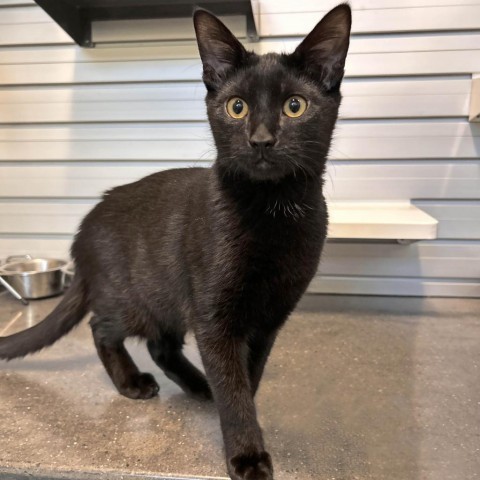 Midnight, an adoptable Domestic Short Hair in Hailey, ID, 83333 | Photo Image 1