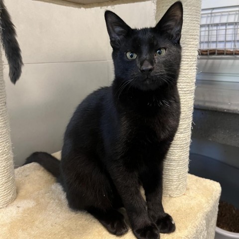 Midnight, an adoptable Domestic Short Hair in Hailey, ID, 83333 | Photo Image 2