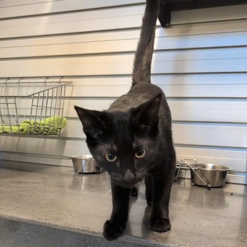 Midnight, an adoptable Domestic Short Hair in Hailey, ID, 83333 | Photo Image 3