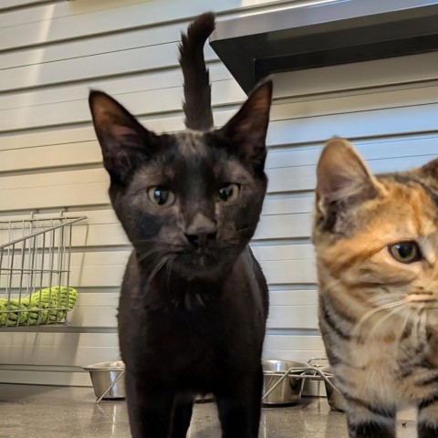 Midnight, an adoptable Domestic Short Hair in Hailey, ID, 83333 | Photo Image 4