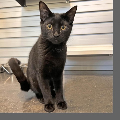 Midnight, an adoptable Domestic Short Hair in Hailey, ID, 83333 | Photo Image 5