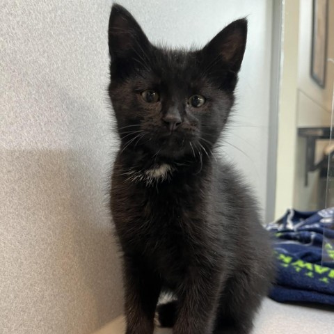 Raven, an adoptable Domestic Short Hair in Hailey, ID, 83333 | Photo Image 1