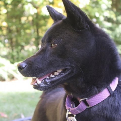 Yuki, an adoptable Schipperke in Brookfield, WI, 53045 | Photo Image 1