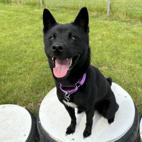 Yuki, an adoptable Schipperke in Brookfield, WI, 53045 | Photo Image 2