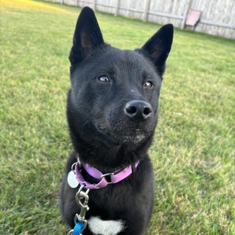 Yuki, an adoptable Schipperke in Brookfield, WI, 53045 | Photo Image 3