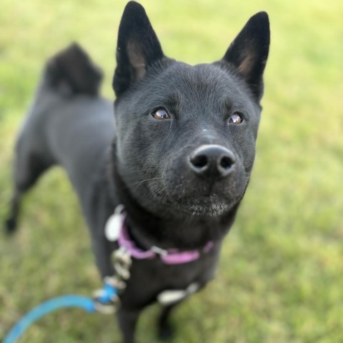 Yuki, an adoptable Schipperke in Brookfield, WI, 53045 | Photo Image 4