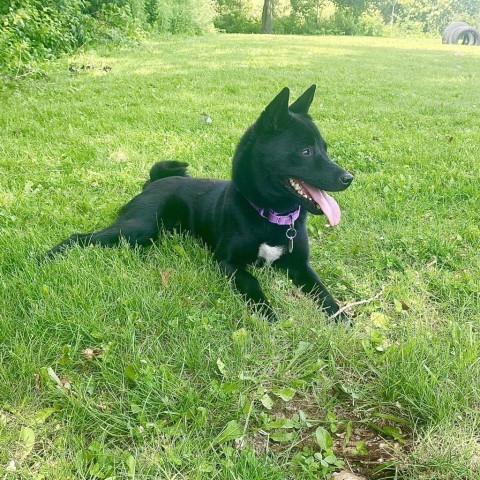 Yuki, an adoptable Schipperke in Brookfield, WI, 53045 | Photo Image 6