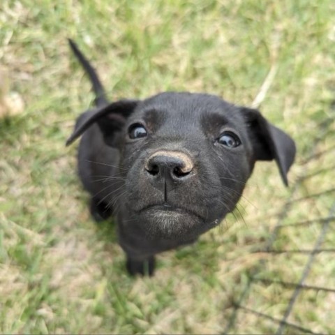 7 Up, an adoptable Mixed Breed in Moab, UT, 84532 | Photo Image 1