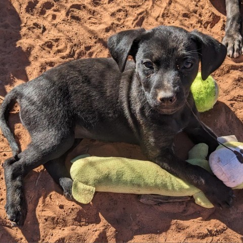 7 Up, an adoptable Mixed Breed in Moab, UT, 84532 | Photo Image 3