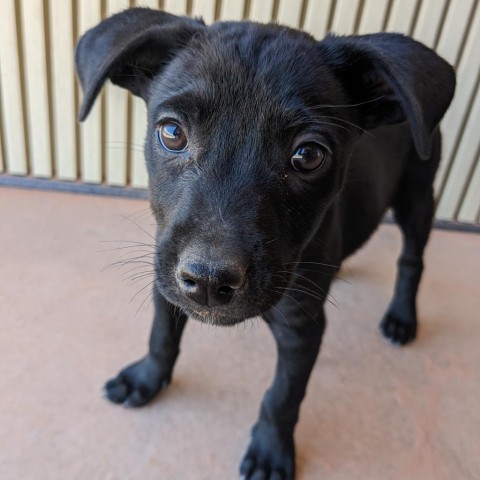 7 Up, an adoptable Mixed Breed in Moab, UT, 84532 | Photo Image 4