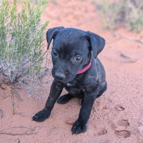 7 Up, an adoptable Mixed Breed in Moab, UT, 84532 | Photo Image 5