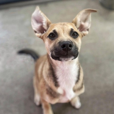 Izze, an adoptable Mixed Breed in Moab, UT, 84532 | Photo Image 1