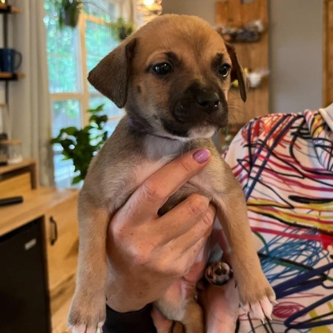 Izze, an adoptable Mixed Breed in Moab, UT, 84532 | Photo Image 2