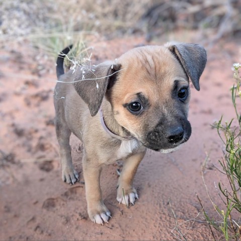 Izze, an adoptable Mixed Breed in Moab, UT, 84532 | Photo Image 4