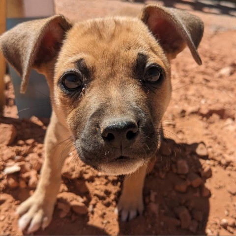 Izze, an adoptable Mixed Breed in Moab, UT, 84532 | Photo Image 5