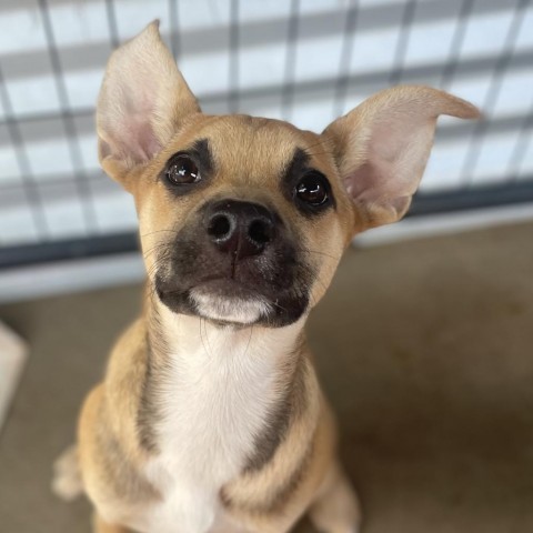 Izze, an adoptable Mixed Breed in Moab, UT, 84532 | Photo Image 6