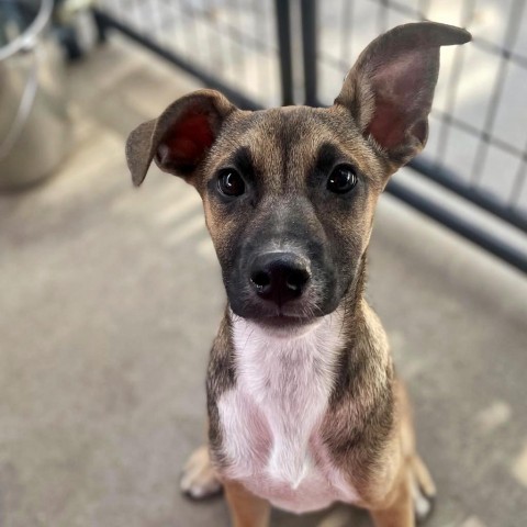 La Croix, an adoptable Mixed Breed in Moab, UT, 84532 | Photo Image 1