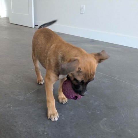 La Croix, an adoptable Mixed Breed in Moab, UT, 84532 | Photo Image 2