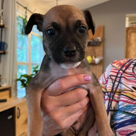 La Croix, an adoptable Mixed Breed in Moab, UT, 84532 | Photo Image 4