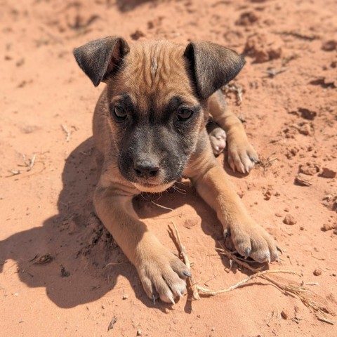 La Croix, an adoptable Mixed Breed in Moab, UT, 84532 | Photo Image 5