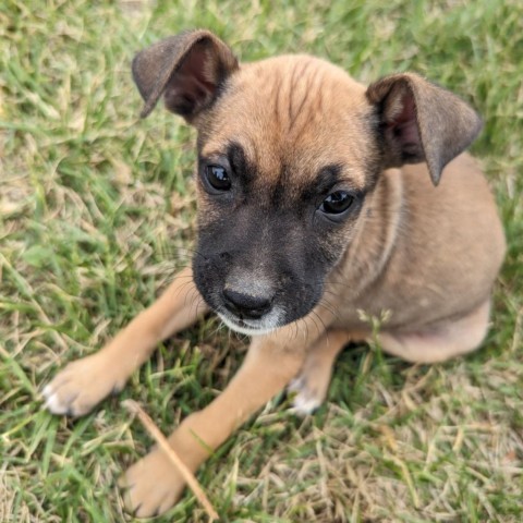 La Croix, an adoptable Mixed Breed in Moab, UT, 84532 | Photo Image 6