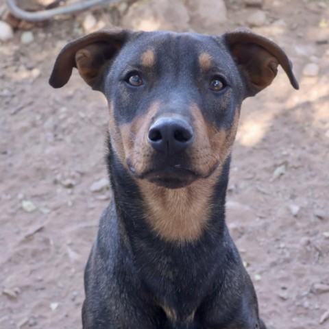 Minnetonka (Murphy), an adoptable Mixed Breed in Moab, UT, 84532 | Photo Image 1