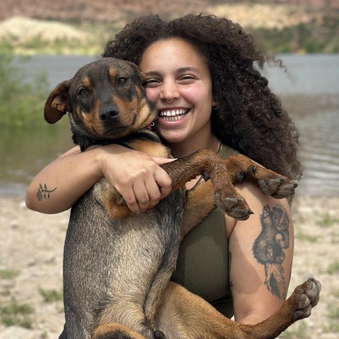 Minnetonka (Murphy), an adoptable Mixed Breed in Moab, UT, 84532 | Photo Image 2