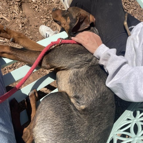 Minnetonka (Murphy), an adoptable Mixed Breed in Moab, UT, 84532 | Photo Image 3