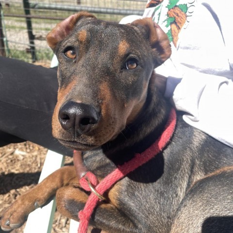 Minnetonka (Murphy), an adoptable Mixed Breed in Moab, UT, 84532 | Photo Image 4