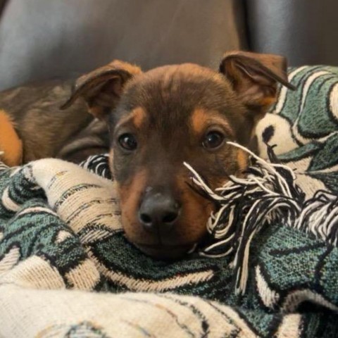 Minnetonka (Murphy), an adoptable Mixed Breed in Moab, UT, 84532 | Photo Image 5