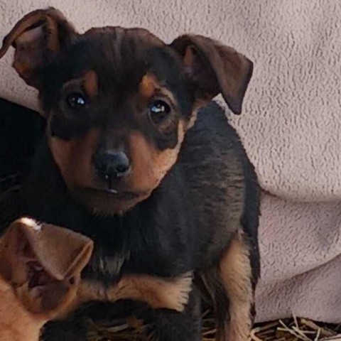 Minnetonka (Murphy), an adoptable Mixed Breed in Moab, UT, 84532 | Photo Image 6