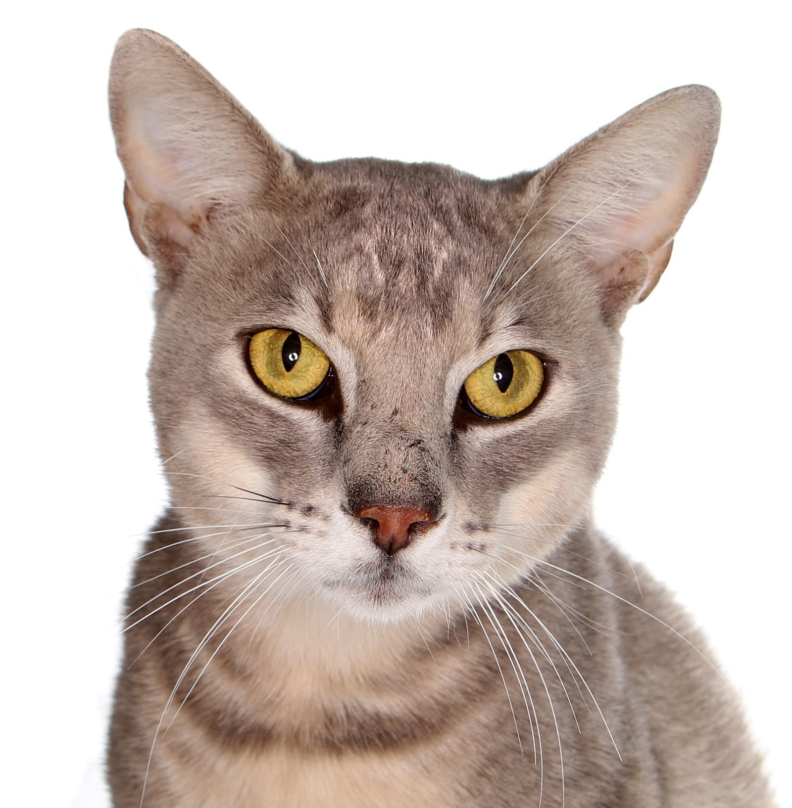 Timmy - center, an adoptable Abyssinian in Oakland Park, FL, 33334 | Photo Image 1