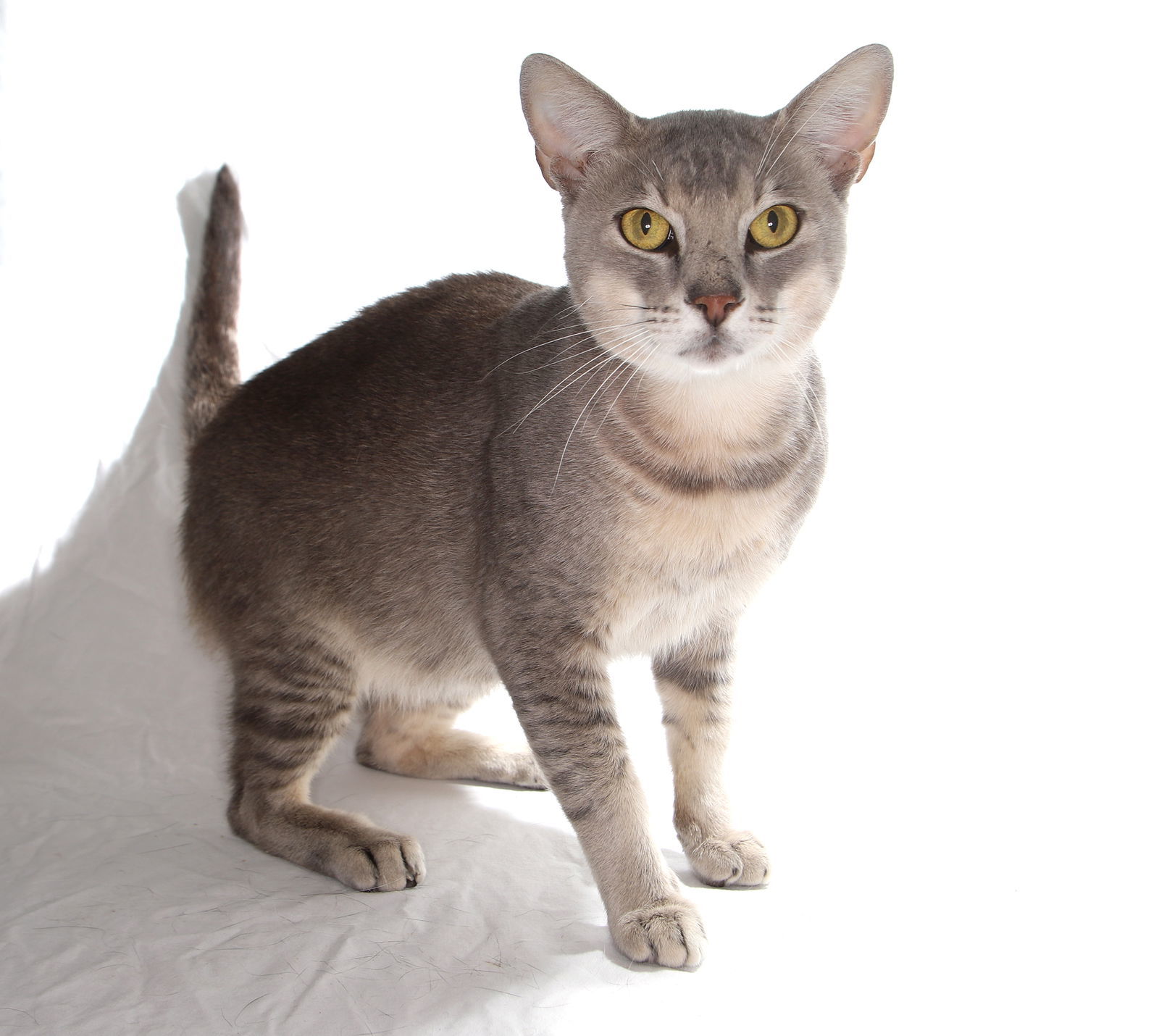 Timmy - center, an adoptable Abyssinian in Oakland Park, FL, 33334 | Photo Image 2