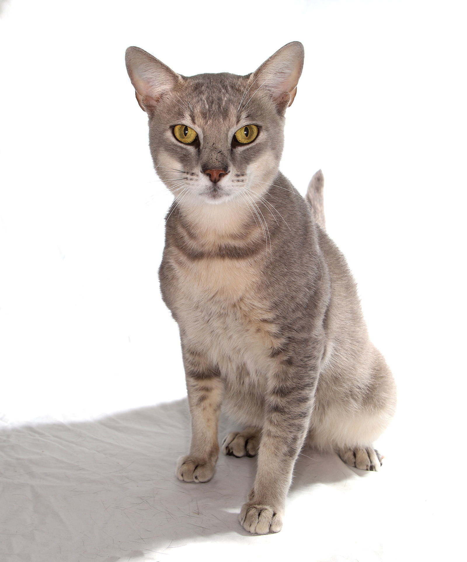 Timmy - center, an adoptable Abyssinian in Oakland Park, FL, 33334 | Photo Image 3