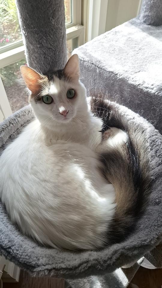 Bon Jovi, an adoptable Domestic Short Hair in Magnolia Springs, AL, 36555 | Photo Image 1