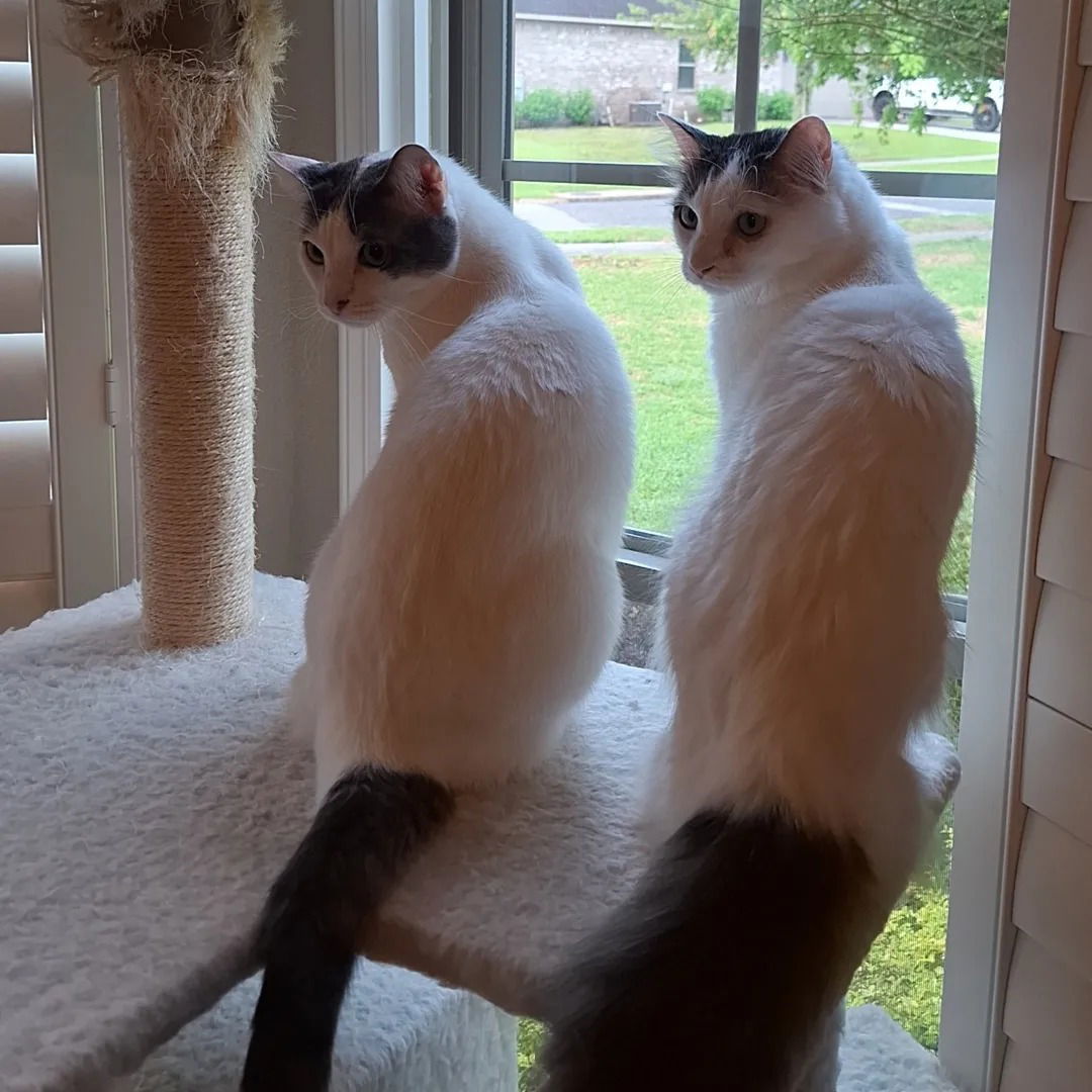 Bon Jovi, an adoptable Domestic Short Hair in Magnolia Springs, AL, 36555 | Photo Image 2