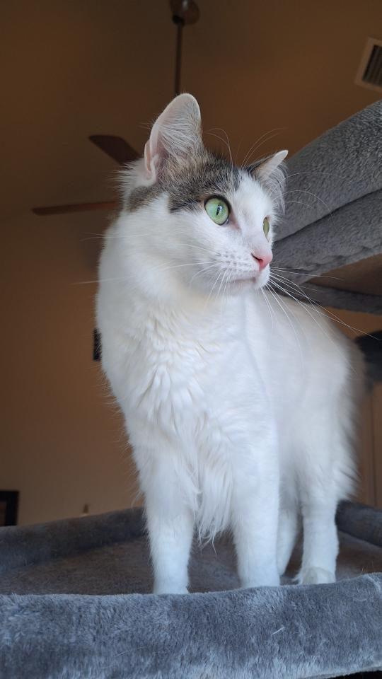 Bon Jovi, an adoptable Domestic Short Hair in Magnolia Springs, AL, 36555 | Photo Image 3